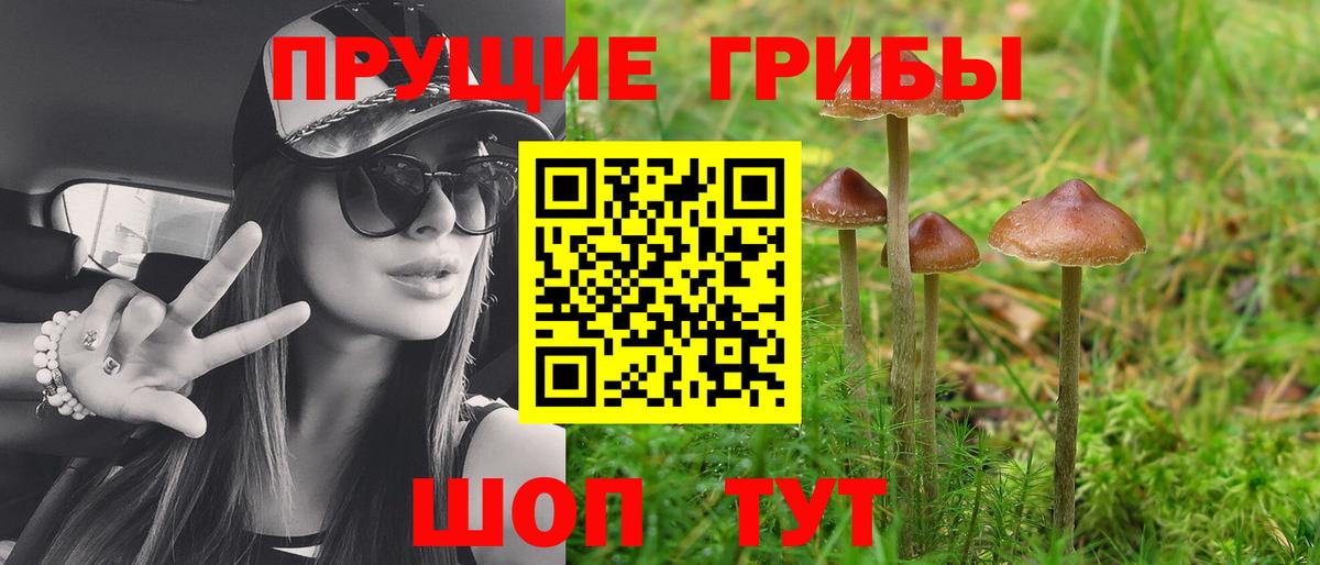 Псилоцибиновые грибы Psilocybe Пушкино